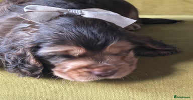 Cocker Spaniel dogs - Advert 2