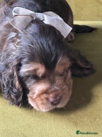 Cocker Spaniel dogs - Advert 2