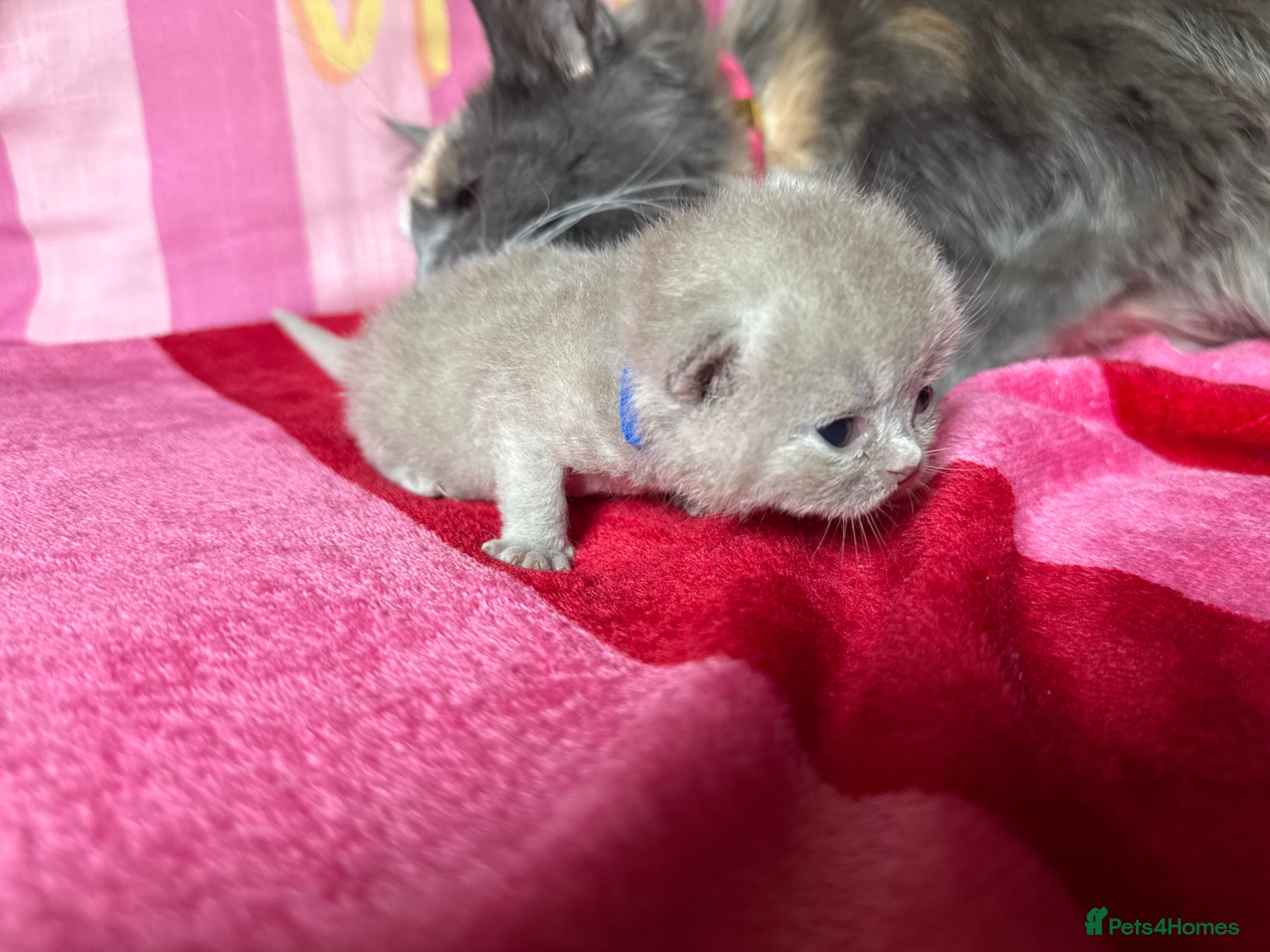 British Shorthair cats Champion Line British Shorthair Kittens 😻🥇🏆🐾 - Advert 2