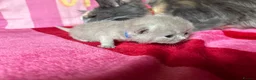 British Shorthair cats for sale: Champion Line British Shorthair Kittens 😻🥇🏆🐾 - Advert 20