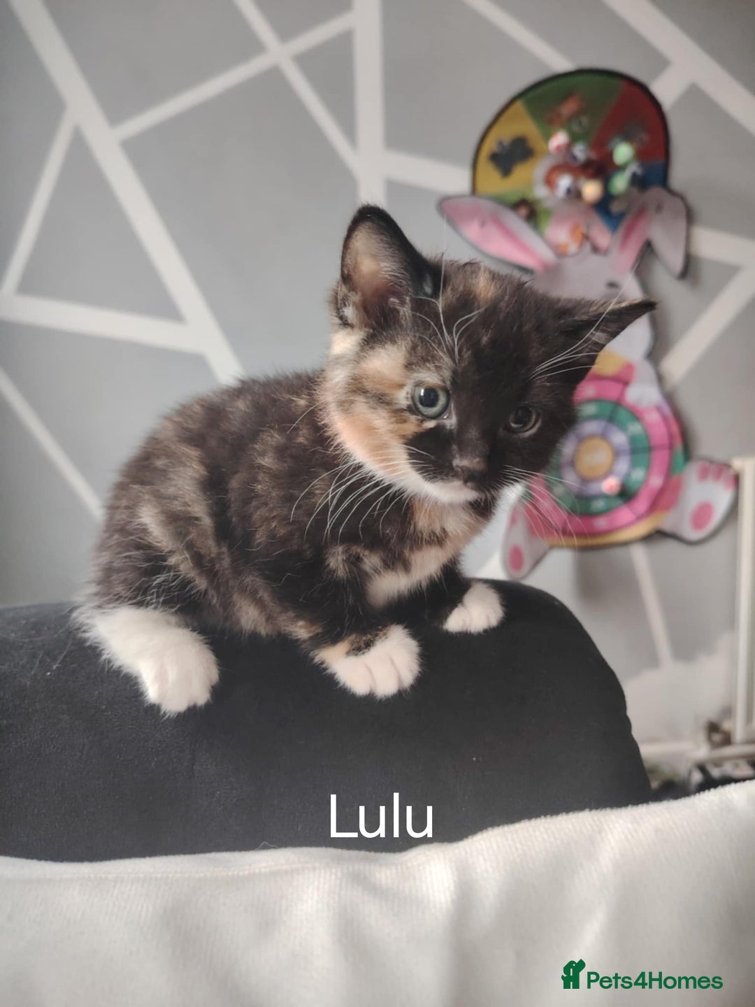 Mixed Breed cats for sale: Kittens for sale-(British Shorthair x Bengal) - Advert 2