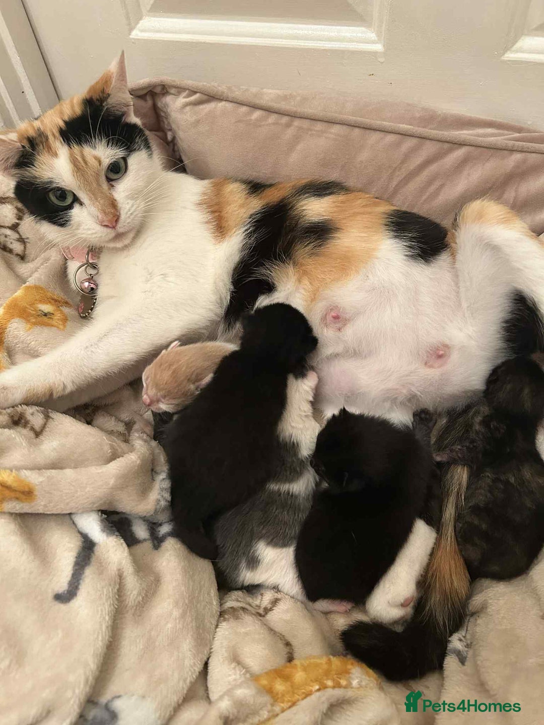 Mixed Breed cats for sale: Beautiful kittens looking for their forever homes - Image 2