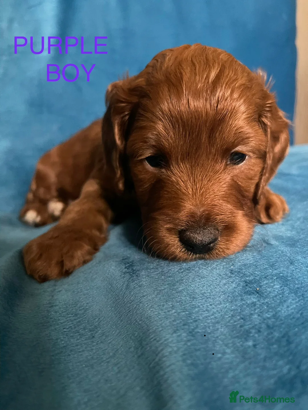 Cockapoo dogs for sale: Beautiful F1 Cockapoo puppies - Advert 2