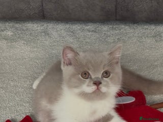 British Shorthair cats Stunning BSH babies ready 14th December - Advert 16