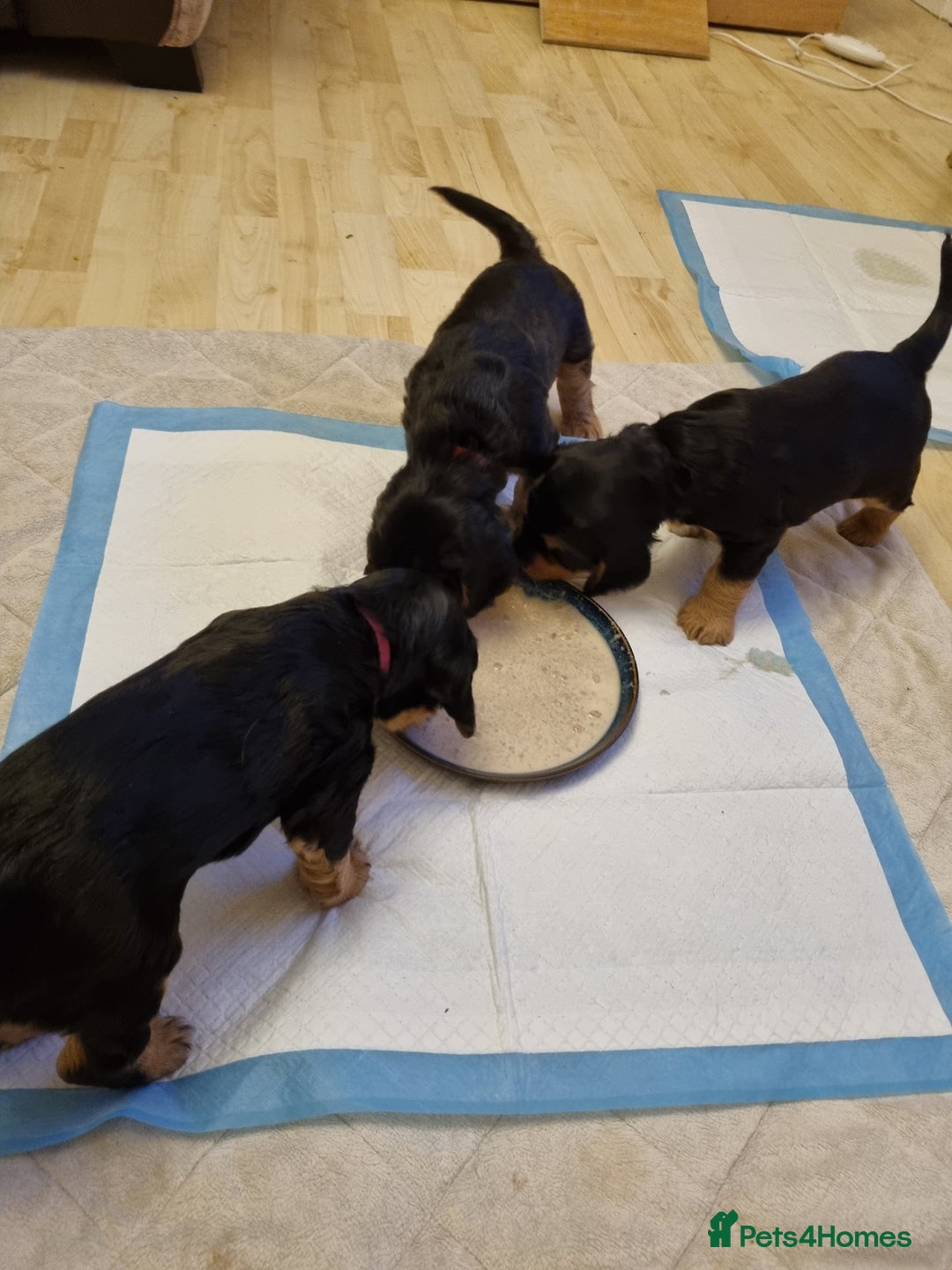 Cocker Spaniel dogs for sale: 🐾 Beautiful Show Cocker Spaniel Puppys - Image 24