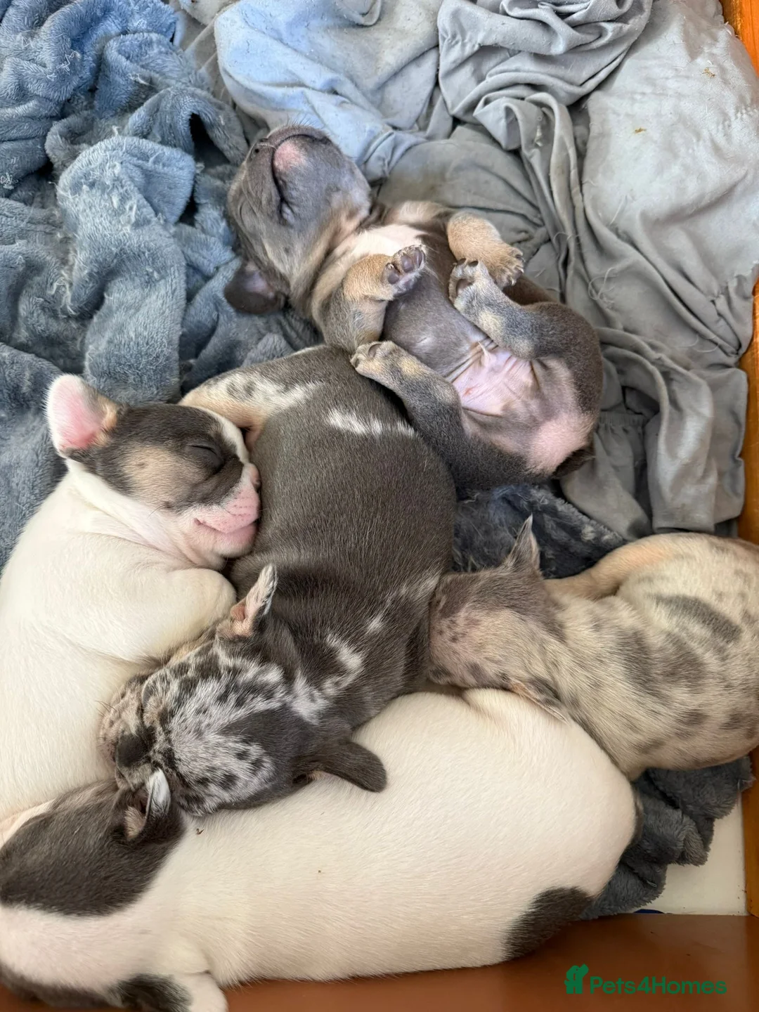 French Bulldog dogs for sale: Exceptional KC Registered French Bulldog Puppies🌟 - Advert 1