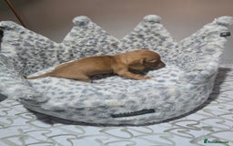 Miniature Dachshund dogs for sale: Shaded Cream Short Miniature Dachshund - Image 5