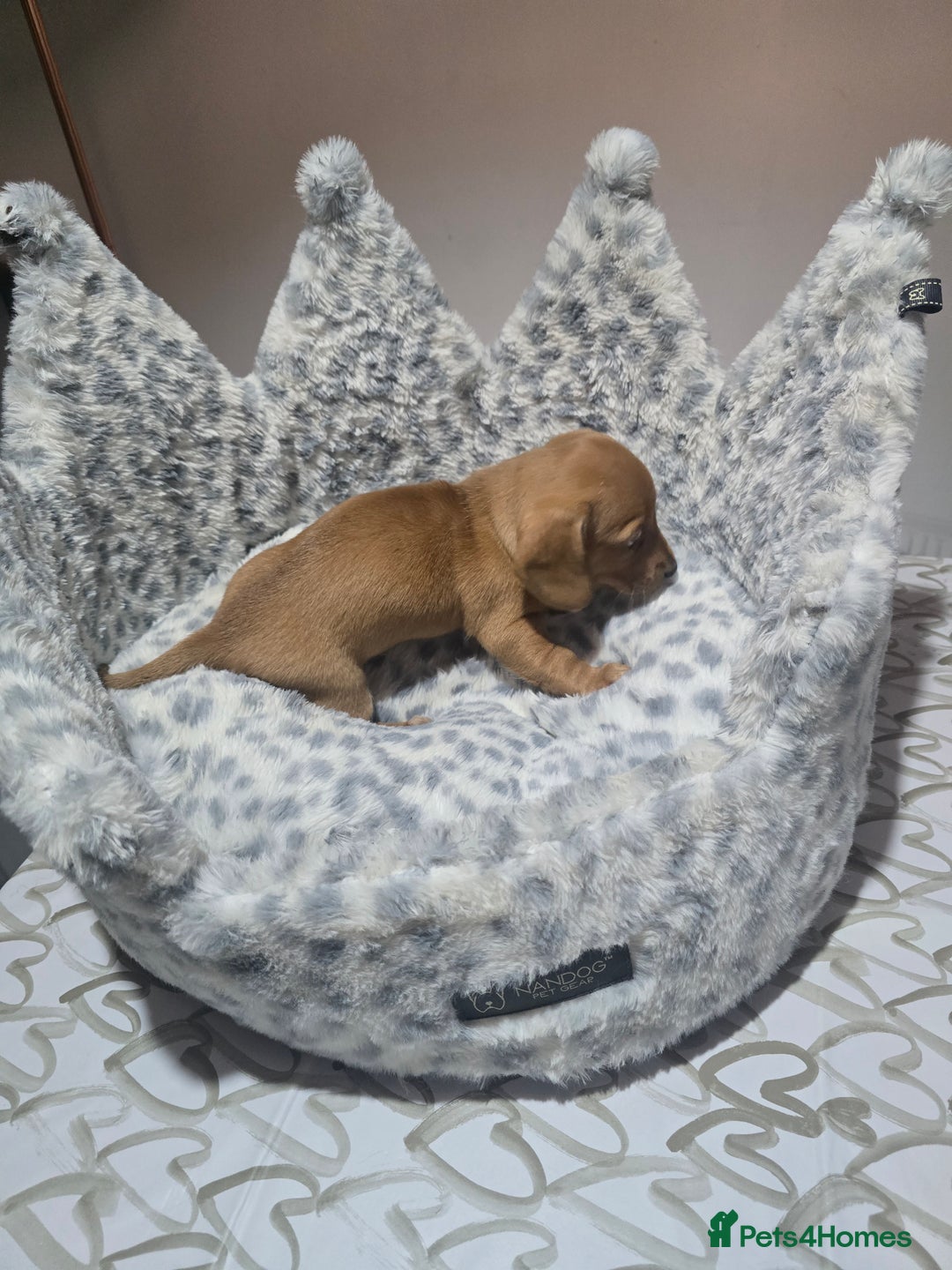 Miniature Dachshund dogs for sale: Shaded Cream Short Miniature Dachshund - Image 5