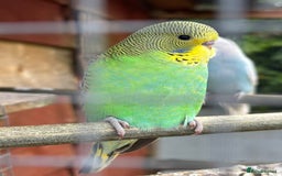 Budgerigars birds for sale: Young Budgies  - Image 1