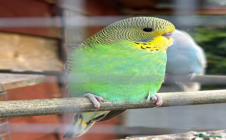 Budgerigars birds - Advert 1