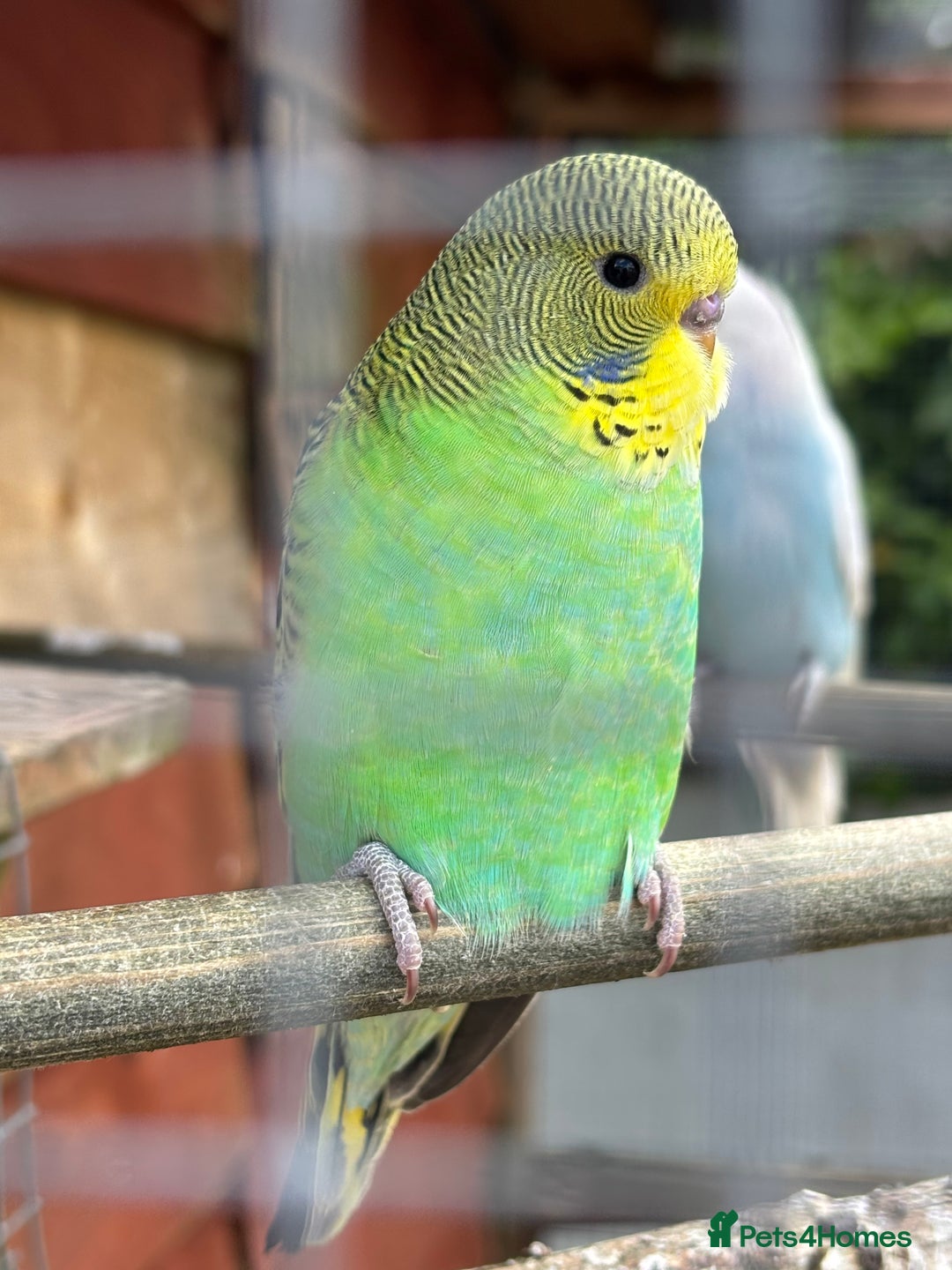 Budgerigars birds for sale: Young Budgies  - Image 1