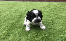 Cocker Spaniel dogs for sale: Show cocker pups  K.C. Reg. AMS. PRA. And FN clear - Image 8