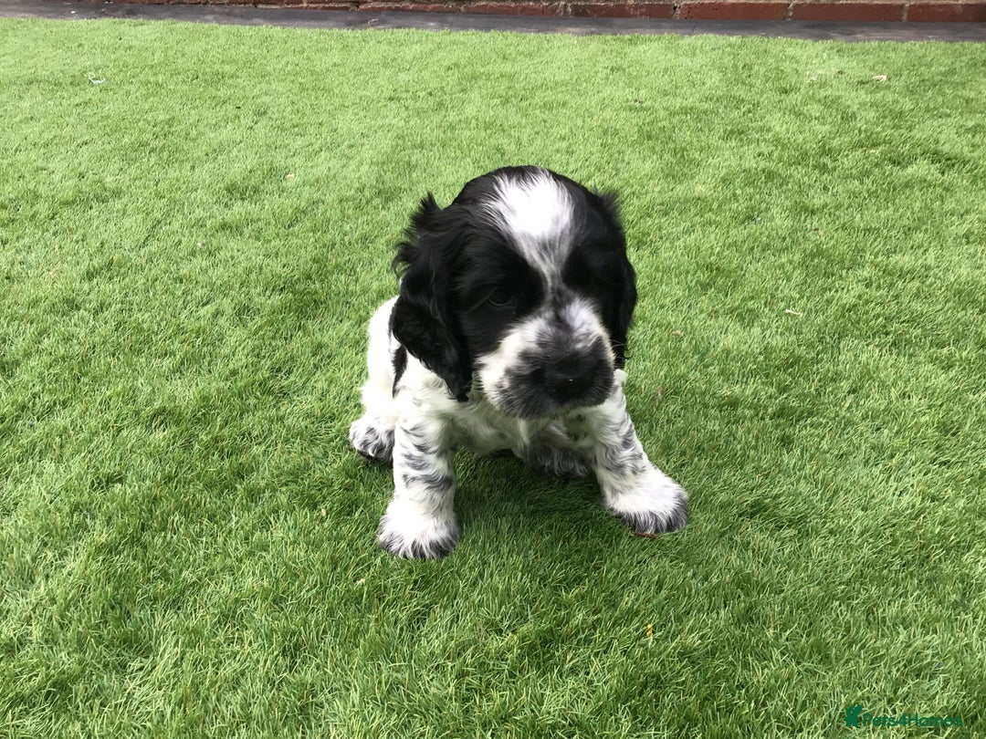Cocker Spaniel dogs for sale: Show cocker pups  K.C. Reg. AMS. PRA. And FN clear - Image 8