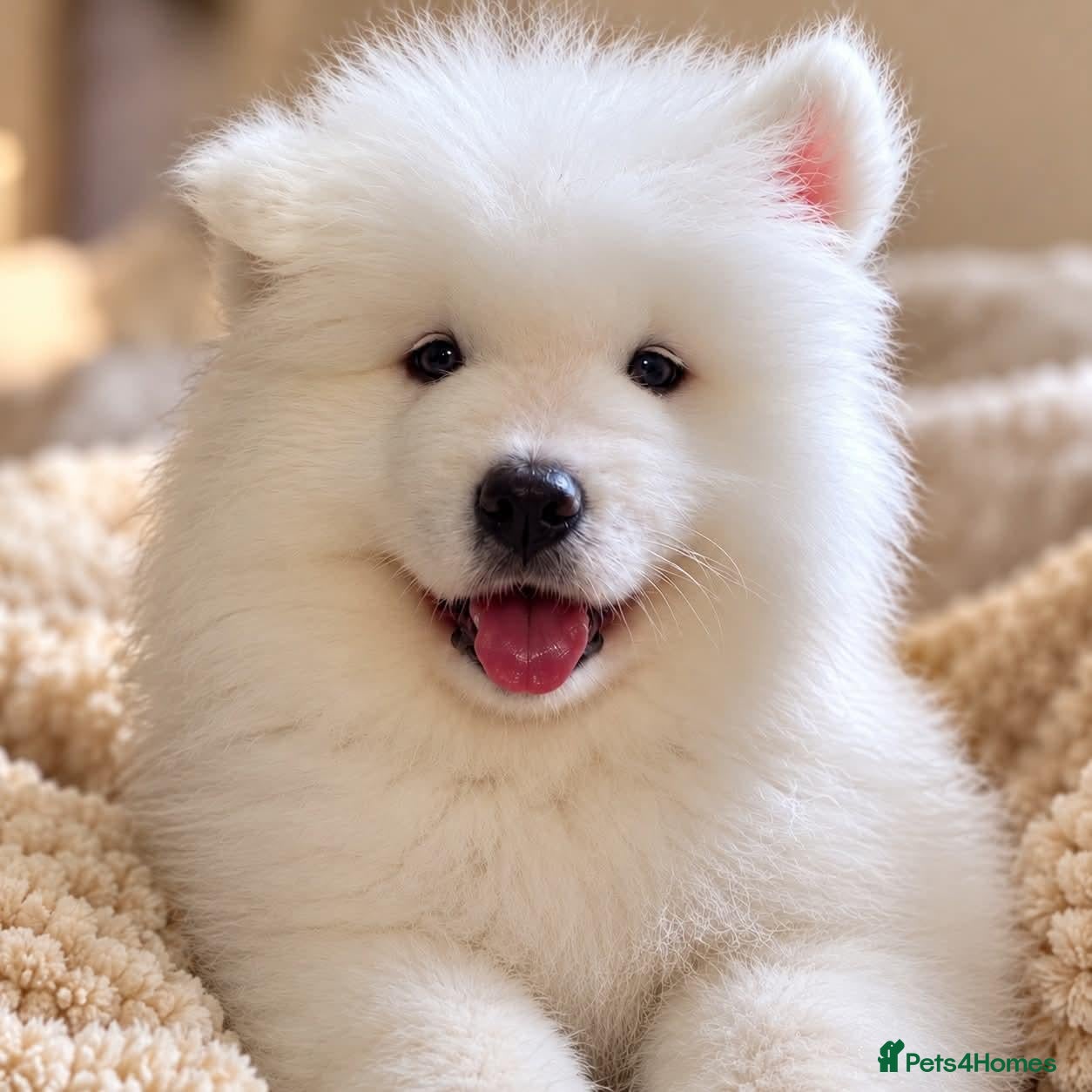Samoyed dogs Kc reg. Pups ready to go :) - Advert 1