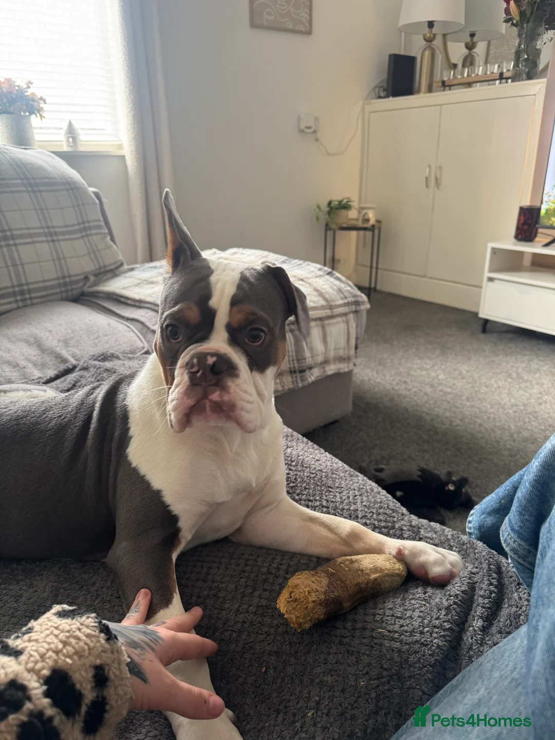 Mixed Breed dogs for sale: Remmie - Advert 4