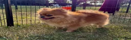 Pomeranian dogs for adoption: 🐾 RALPHIE – Female Pomeranian 🐾 - Advert 3