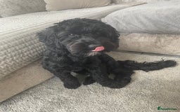 Cockapoo dogs for sale: Cockapoo 10 months old Puppy - Image 5