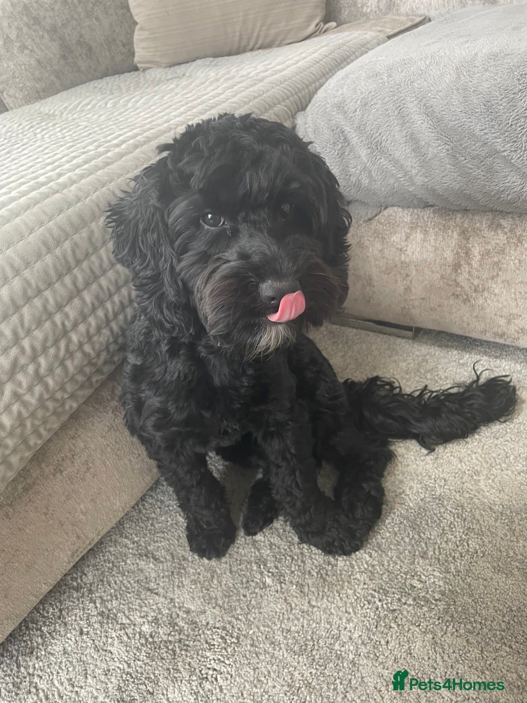 Cockapoo dogs for sale: Cockapoo 10 months old Puppy - Image 5