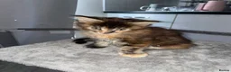 Maine Coon cats for sale: Rare Red Silver Maine Coon Kittens Available  - Advert 26