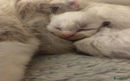 Ragdoll cats for sale: Five Beautiful Pure Breed Ragdoll Kittens🤍 - Image 13