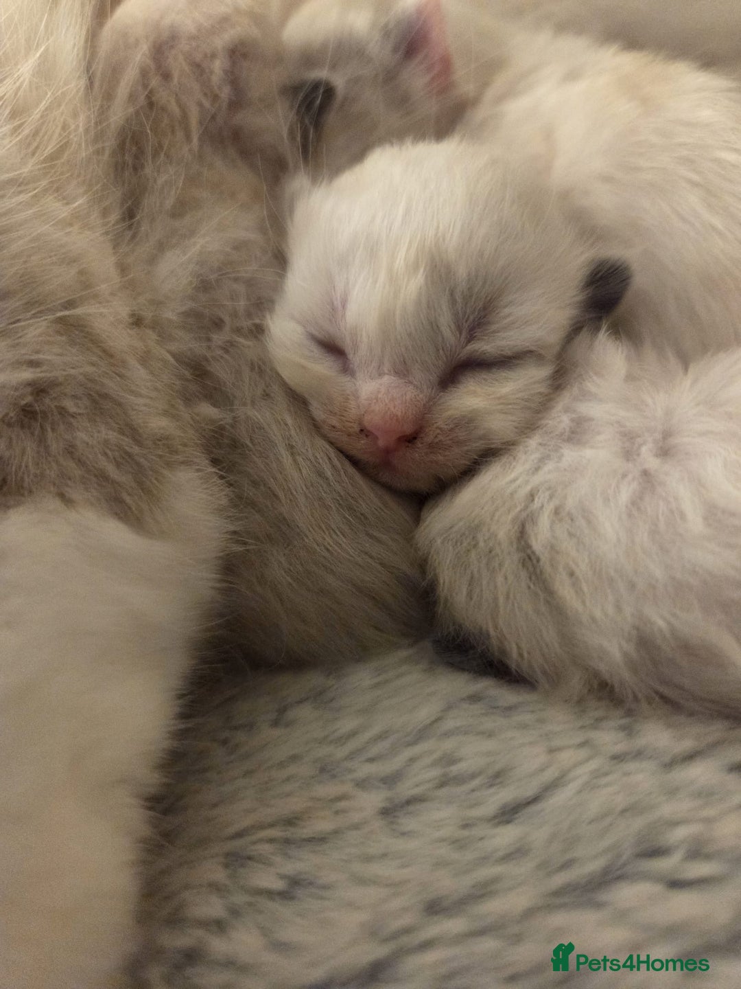 Ragdoll cats for sale: Five Beautiful Pure Breed Ragdoll Kittens🤍 - Image 13