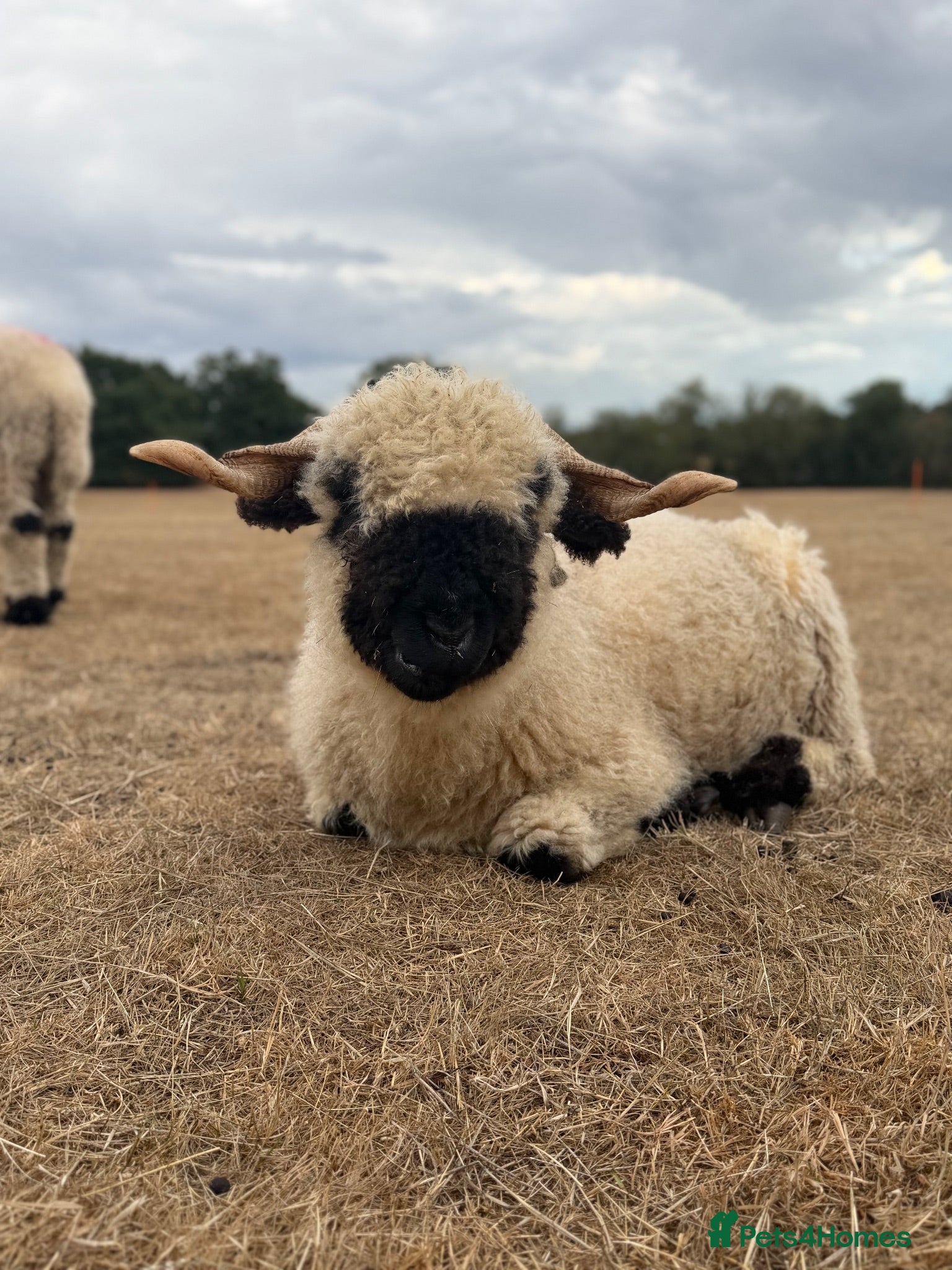 Sheep livestock Valais black nose wethers  - Advert 3