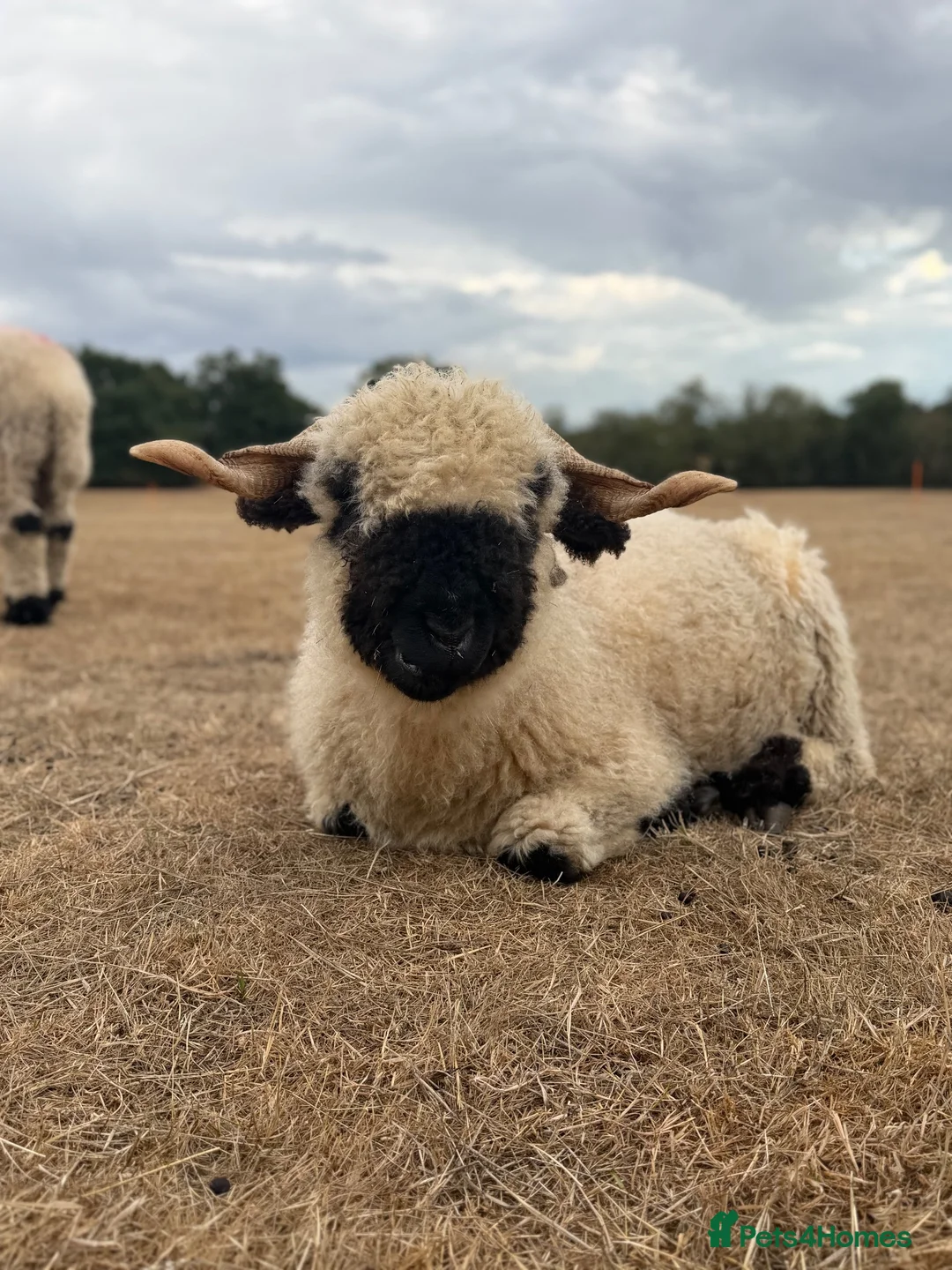 Sheep livestock for sale: Valais black nose wethers  in Colchester - Advert 1