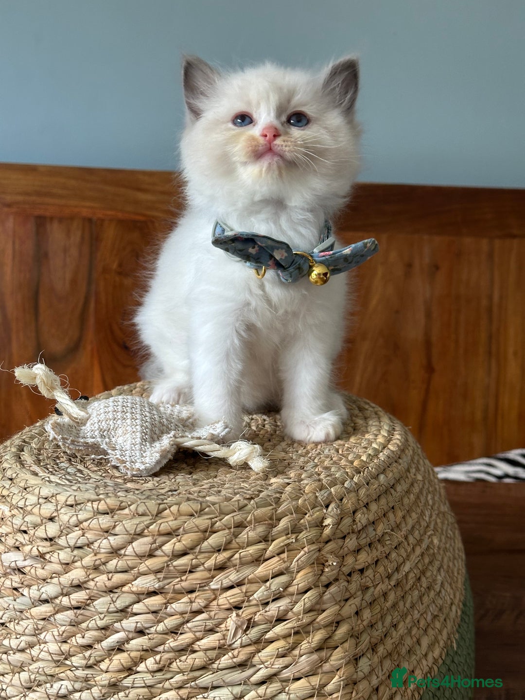 Ragdoll cats for sale: TICA Registered Ragdoll Kittens - Image 28