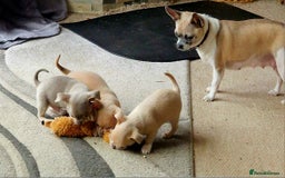 Chihuahua dogs for sale: Three Male Chihuahua Puppies - Image 7