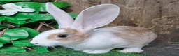 Continental Giant rabbits for sale: Pure Continental Giants - White Eared - RESERVE  - Advert 13