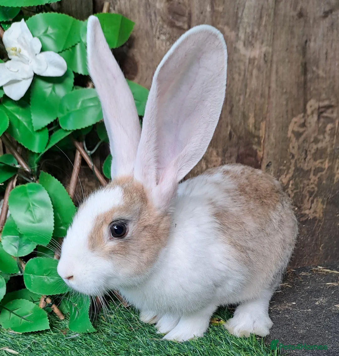 Continental Giant rabbits for sale: Pure Continental Giants - White Eared - RESERVE  - Advert 13