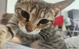 Mixed Breed cats for adoption: Nana - Playful & Sweet Girl - Image 7