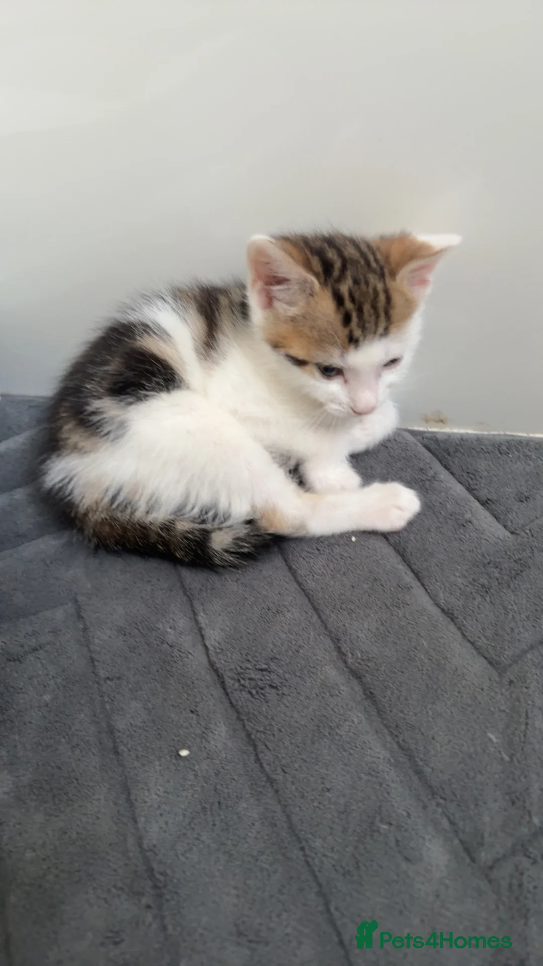Mixed Breed cats for sale: Beautiful boy kitten  - Advert 5