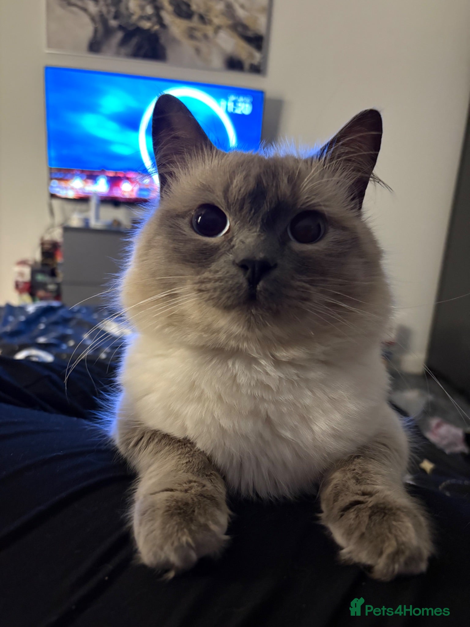 Ragdoll cats Boy Ragdoll - 1.5 years old  - Advert 1