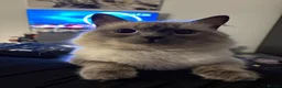Ragdoll cats for sale: Boy Ragdoll - 1.5 years old  in Bolton - Advert 1