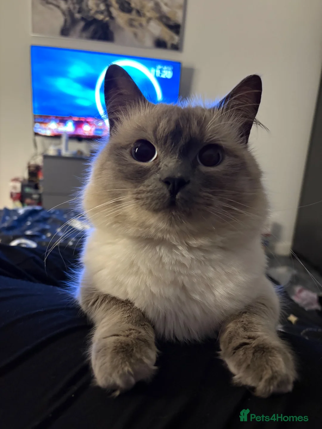 Ragdoll cats for sale: Boy Ragdoll - 1.5 years old  in Bolton - Advert 1