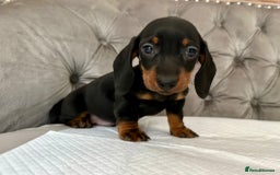 Miniature Dachshund dogs for sale: Miniature Dachshund Puppies - Image 7