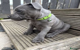 Staffordshire Bull Terrier dogs for sale: 💥READY TO LEAVE NOW 💥 PURE BLUE STAFFS PUPS🩵 in Barnsley - Image 26