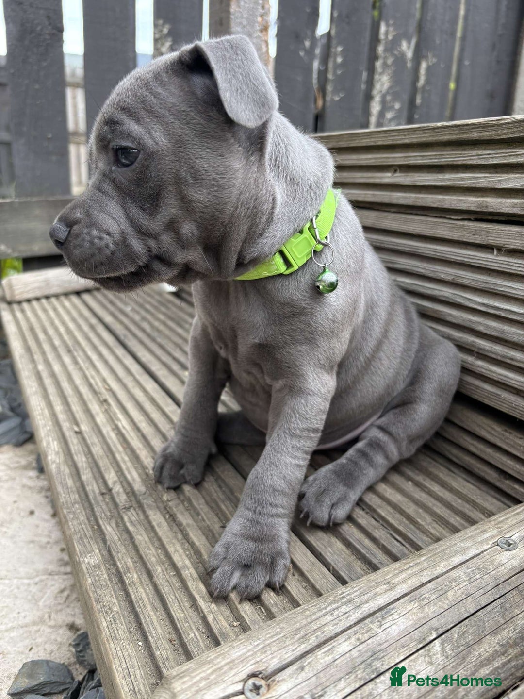 Staffordshire Bull Terrier dogs for sale: 💥READY TO LEAVE NOW 💥 PURE BLUE STAFFS PUPS🩵 in Barnsley - Image 26