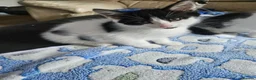 Mixed Breed cats for sale: Lovely little spotty girl - Advert 3