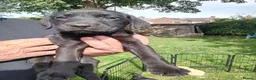 Labrador Retriever dogs for sale: Ready to go now Labrador pups for sale.  - Advert 11