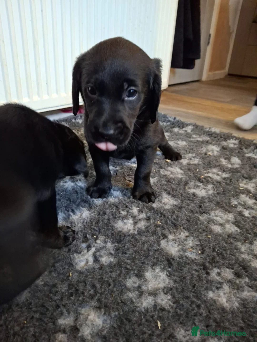 Goldador dogs for sale: ⭐ Beautiful Goldador pups from excellent breeding  - Advert 7