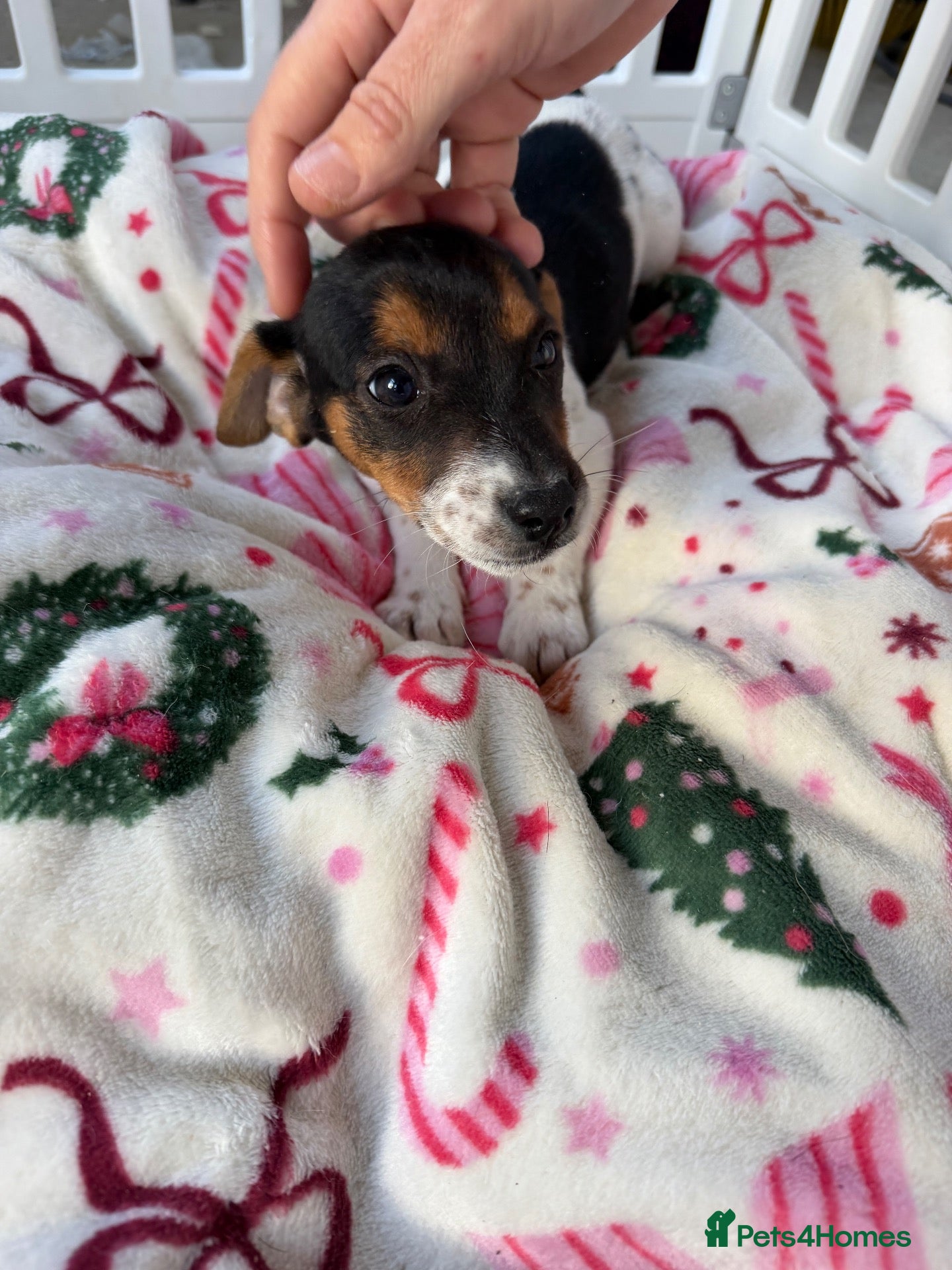Jack Russell dogs for sale: Short legged Jack russells - Advert 1