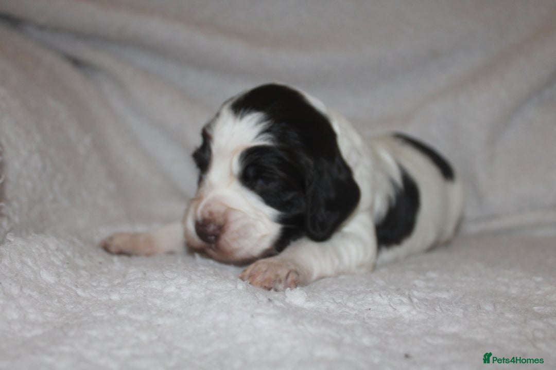 Cocker Spaniel dogs for sale: Working cocker spaniels - Advert 7