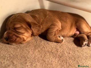 Cocker Spaniel dogs Working Cocker Spaniels - Advert 2