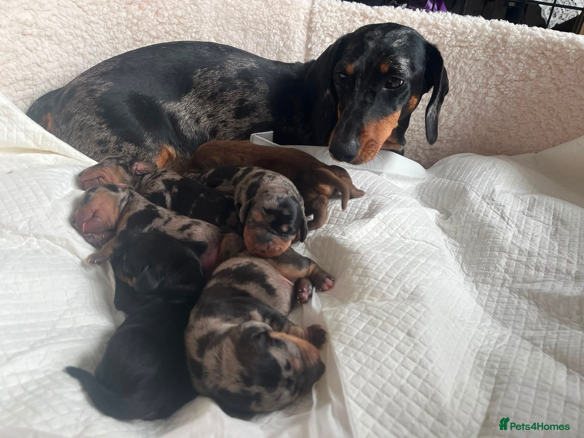 Dachshund dogs dachshund puppy for sale  - Advert 4