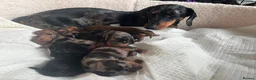 Dachshund dogs for sale: dachshund puppy for sale  - Advert 1