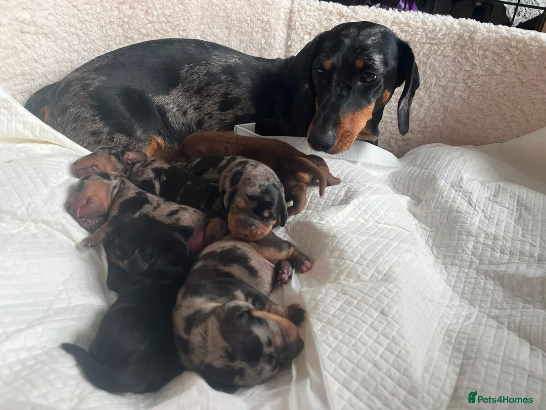 Dachshund dogs for sale: dachshund puppy for sale  - Advert 1
