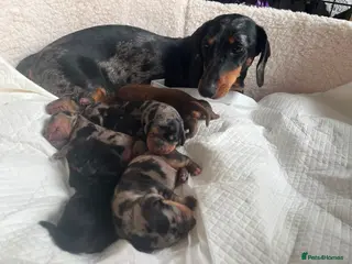 Dachshund dogs dachshund puppy for sale - Advert 1