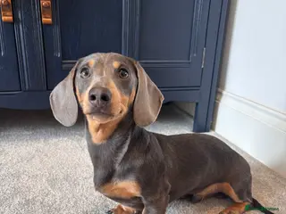 Miniature Dachshund dogs ✨Miniature dachshund available for stud ✨ - Advert 11